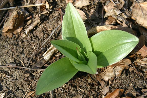 Listová růžice vstavače nachového (Orchis purpurea), PP Včelín (16. 3. 2007)