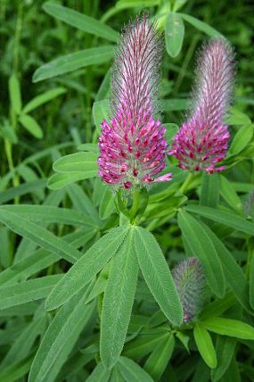 Jetel červenavý (Trifolium rubens)