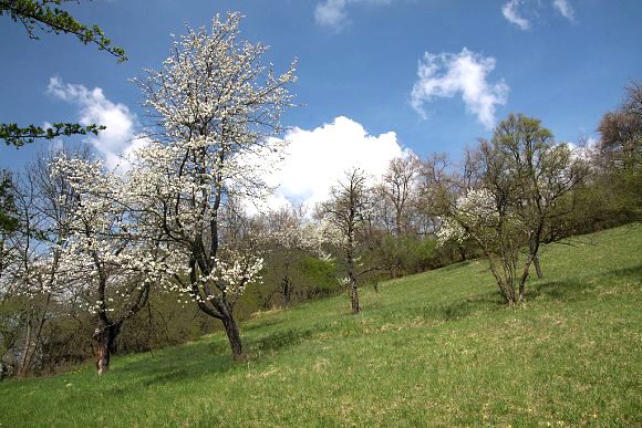 Přírodní památka Včelín (16. 4. 2011)