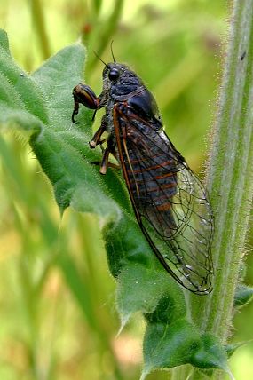 Cikáda chlumní (Cicadetta montana)