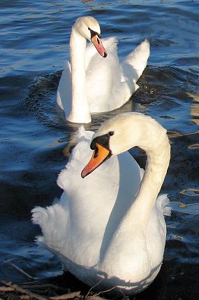 Na rybníce je běžná labuť velká (Cygnus olor), NPP Chropyňský rybník (9. 2. 2008)