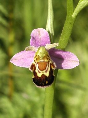 Tořič včelonosný (Ophrys apifera) v PR Drahy), foto © Z. Podešva