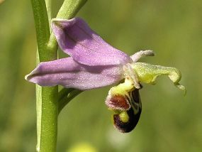 Tořič včelonosný (Ophrys apifera) - detail květu, foto © Z. Podešva