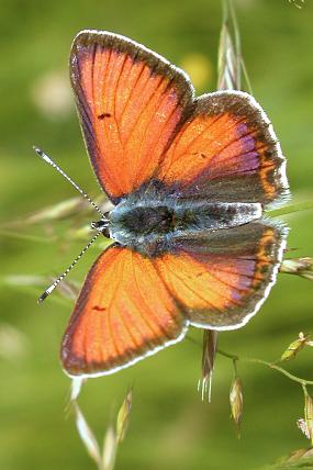 Ohniváček modrolemý (Lycaena hippothoe), foto © Z. Podešva