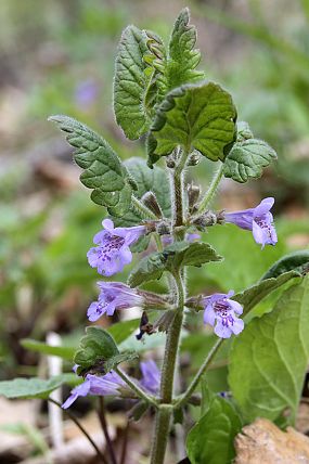 Popenec chlupatý (Glechoma hirsuta)