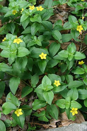 Vrbina hajní (Lysimachia nemorum)