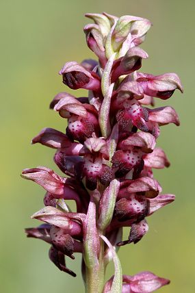 Vstavač štěničný (Orchis coriophora), ilustrační foto (Slovensko 2013) © Z. Podešva