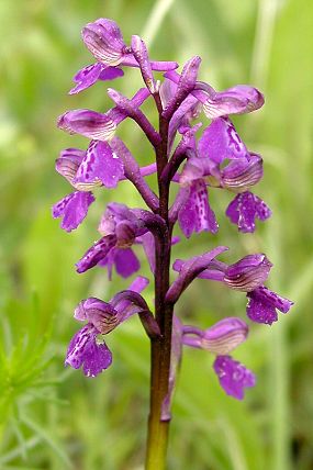 Vstavač kukačka (Orchis morio), PR Hutě, foto © Z. Podešva