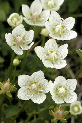 Tolije bahenní (Parnassia palustris), foto © Z. Podešva