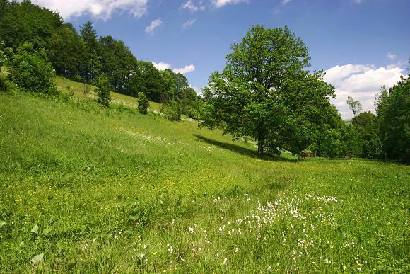 Přírodní památka V Krátkých, spodní část s mokřadem (23. 5. 2009), foto © Zdeněk Podešva