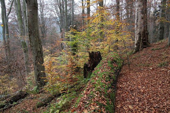 Přírodní památka Smradlavá (19. 10. 2017), foto © Zdeněk Podešva