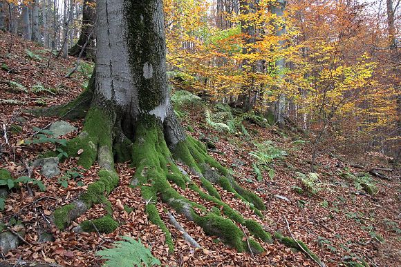 Přírodní památka Smradlavá (19. 10. 2017), foto © Zdeněk Podešva