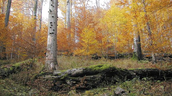 Přírodní památka Smradlavá (23. 10. 2002), foto © Zdeněk Podešva