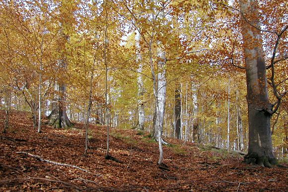 Přírodní památka Smradlavá (23. 10. 2002), foto © Zdeněk Podešva