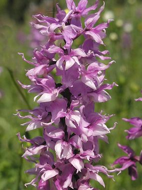 Vstavač mužský znamenaný (Orchis mascula subsp. speciosa), foto © Zdeněk Podešva