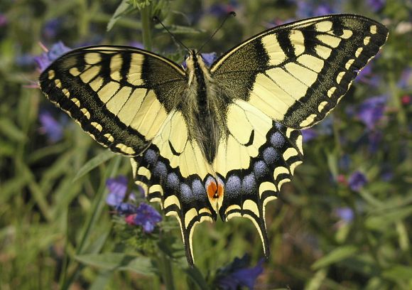 Otakárek fenyklový (Papilio machaon) , foto © Zdeněk Podešva