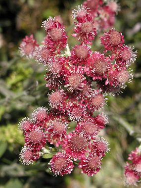 Kociánek dvoudomý (Antennaria dioica) ,foto © Zdeněk Podešva