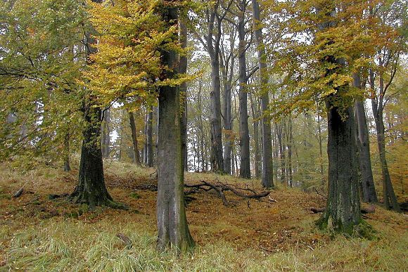 Přírodní památka Bzová (15. 10. 2002)