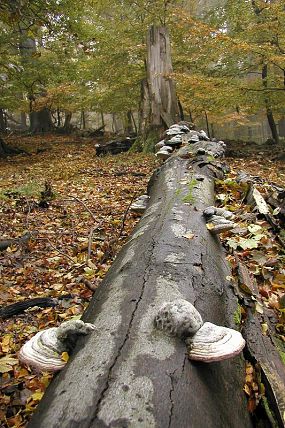 PP Bzová (15. 10. 2002), foto © Z. Podešva