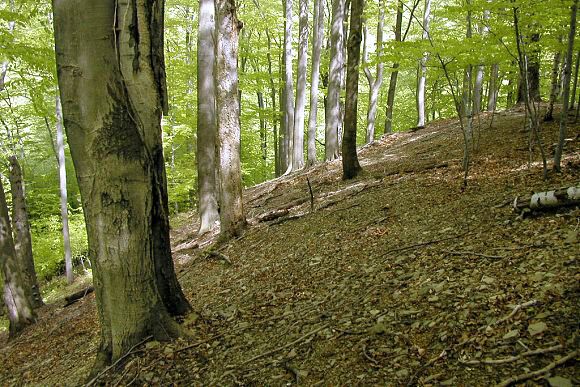 Přírodní památka Chladný vrch - část I. (2. 5. 2003), foto © Zdeněk Podešva