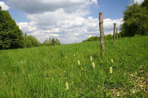 Přírodní památka Pod Drdolem (11. 5. 2005), foto © Zdeněk Podešva