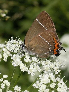 Ostruháček jilmový (Satyrium w-album), přírodní památka Pod Drdolem (17. 6. 2002)