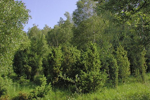 Skupinky jalovce obecného (Juniperus communis) v přírodní památce Hrádek (5. 6. 2003), foto © Z. Podešva