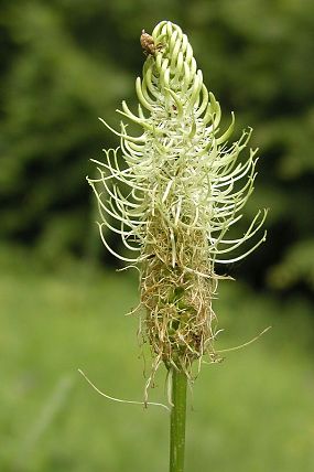 Zvonečník klasnatý (Phyteuma spicatum)