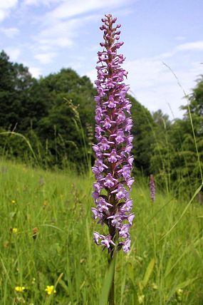 Pětiprstka žežulník pravá (Gymnadenia conopsea subsp. conopsea)