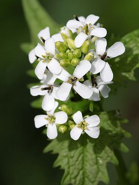 Česnáček lékařský (Alliaria petiolata)