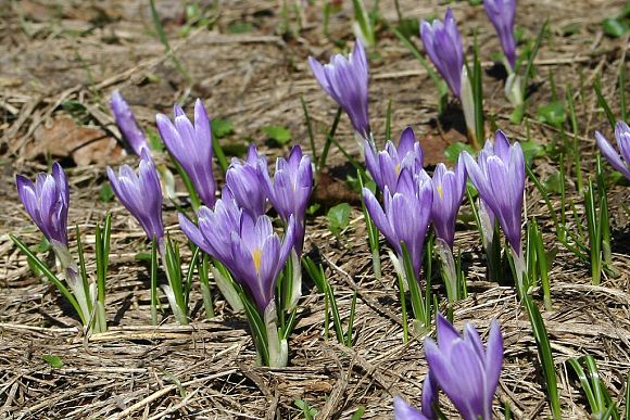 Šafrán bělokvětý (Crocus vernus) v PP Smolinka (15. 4. 2006)