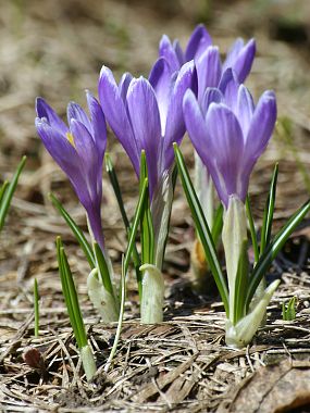 Šafrán bělokvětý (Crocus vernus)