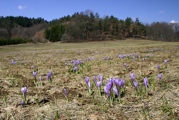 Kvetoucí šafrány v přírodní památce Smolinka (15. 4. 2006)