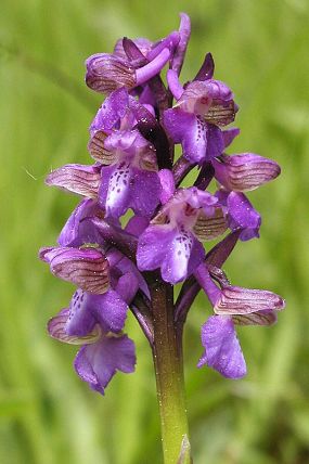 Vstavač kukačka (Orchis morio)